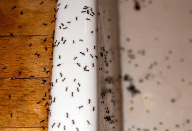 Best Best Pest Control Companies  in Levittown, NY