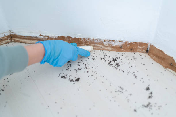Reliable Levittown, NY Pest Control Solutions